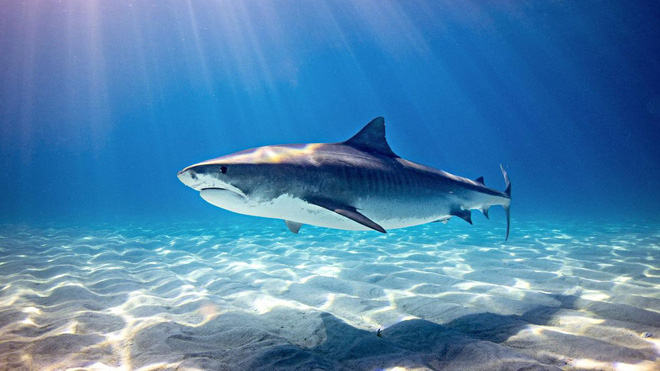 Dùng iPad để work from home quá đơn giản với loạt phụ kiện giá từ 125k này