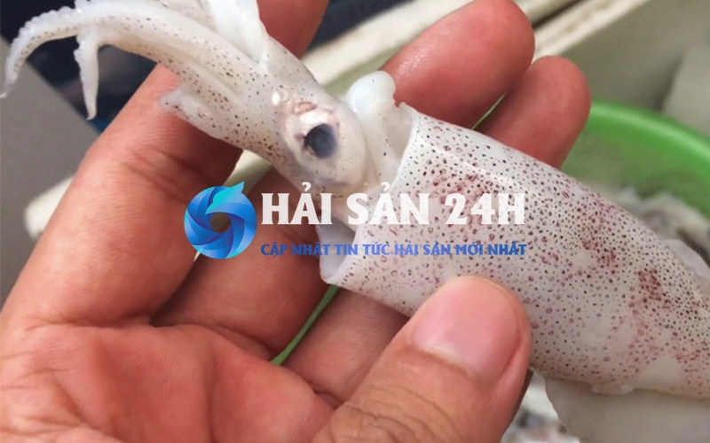 Mực ống - Bí quyết chọn mua và các món ăn từ mực ống siêu ngon 3 Bí kíp chọn mực ống tươi ngon