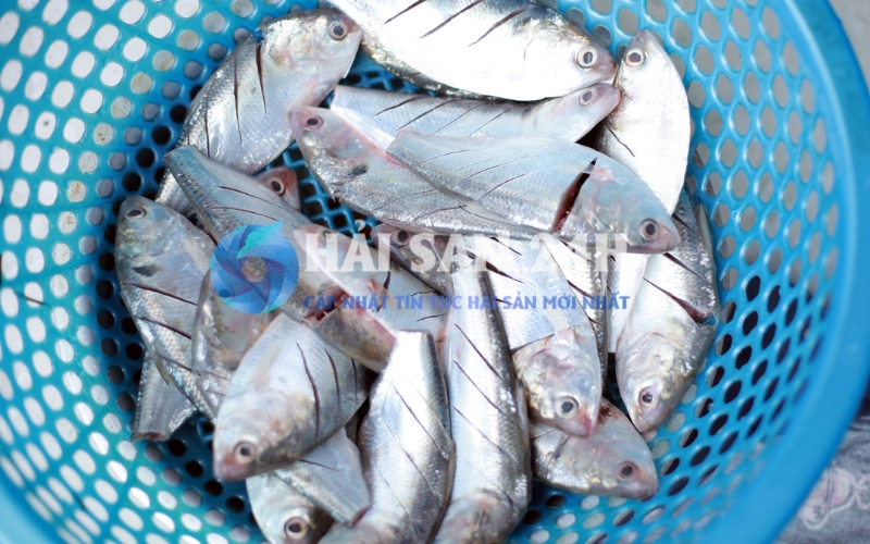 Bí quyết chọn mua cá mòi tươi không bị lầm