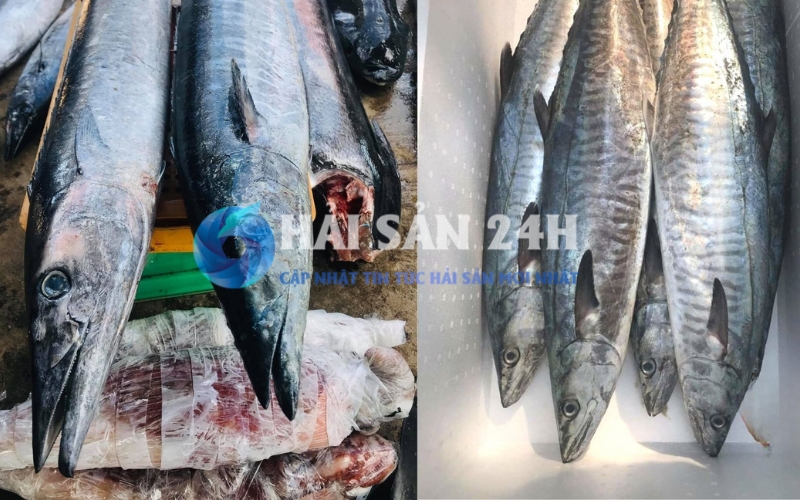 Cá thu: Loại cá "quốc dân" và bí quyết chọn mua tươi ngon ít người biết 5 Bí quyết "nhìn cá" để chọn được con cá thu tươi rói