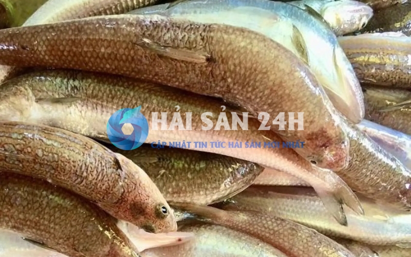 Cá mối là cá gì? Tại sao lại có cái tên lạ tai đến vậy?