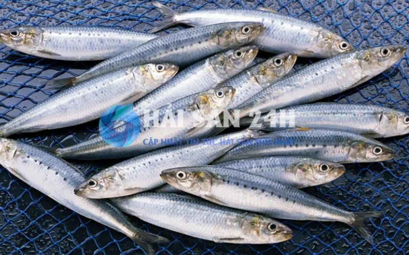 Cá Mòi là gì? Giá trị dinh dưỡng như thế nào?