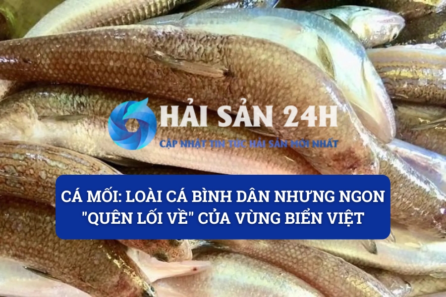 Cá mối: Loài cá bình dân nhưng ngon “quên lối về” của vùng biển Việt