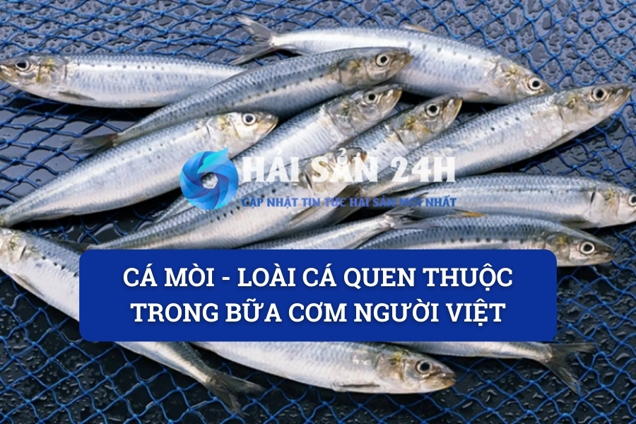 Cá Mòi Biển – Món Quà Dân Dã Đưa Cơm Cho Mọi Nhà