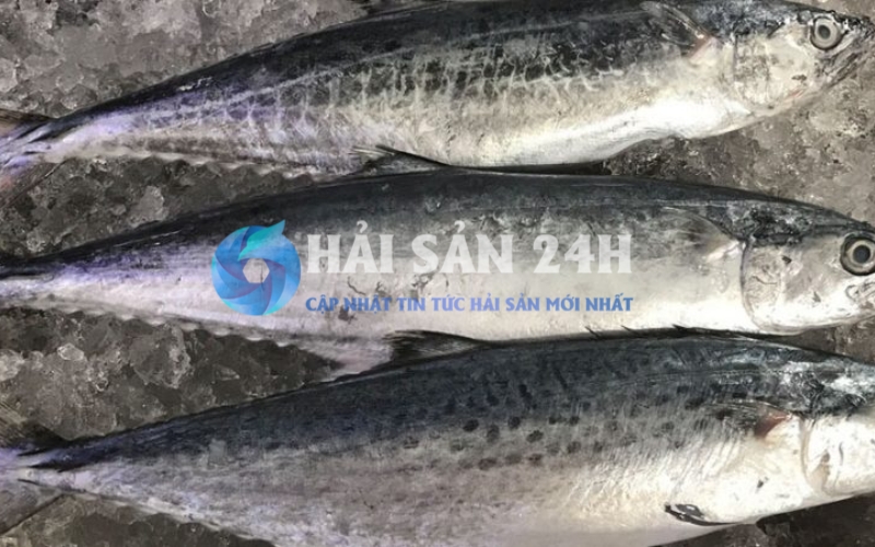 Cá thu: Loại cá "quốc dân" và bí quyết chọn mua tươi ngon ít người biết 4 Cá thu ảo