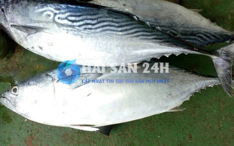 Cá thu: Loại cá "quốc dân" và bí quyết chọn mua tươi ngon ít người biết 3 Cá thu ngừ (Thu ả)