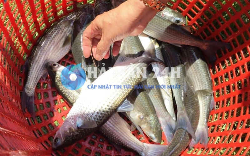 Cách chọn cá đối tươi ngon cho bữa cơm càng thêm ngon miệng