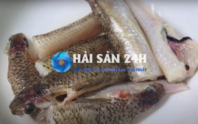 Cập nhật giá cá mối trên thị trường hiện nay