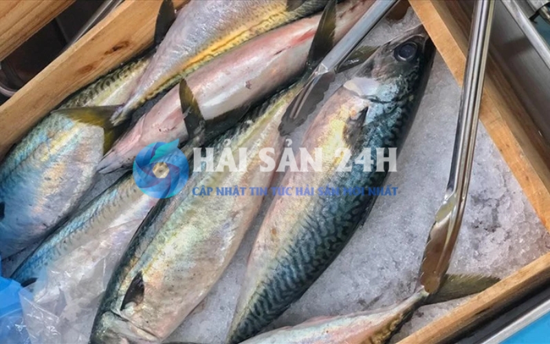 Cá thu: Loại cá "quốc dân" và bí quyết chọn mua tươi ngon ít người biết 6 Cập nhật giá cá thu: Biến động theo mùa và chủng loại