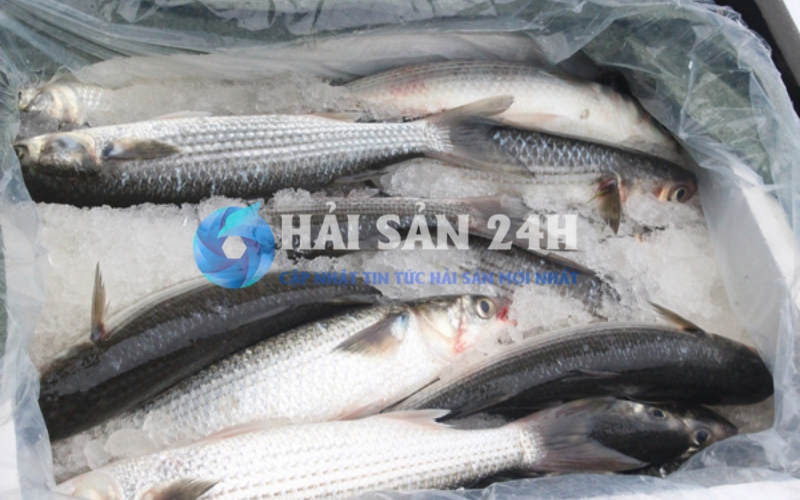 Giá cá đối hiện nay là bao nhiêu?