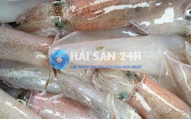 Mực ống - Bí quyết chọn mua và các món ăn từ mực ống siêu ngon 7 Giá mực ống trên hiện nay như thế nào?