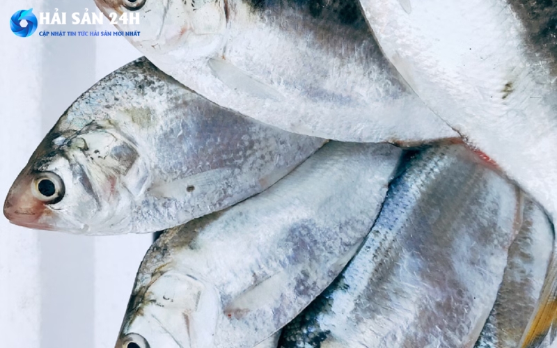 Mẹo mua cá mòi tươi ngon: Bí quyết chọn cá tươi ngon tránh bị ươn 2 Hướng dẫn chi tiết mẹo mua cá mòi tươi ngon