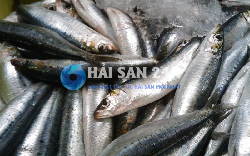 Mẹo chọn cá Mòi tươi ngon cho bà nội trợ