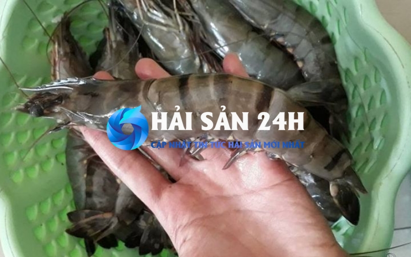 Tôm He - Bí quyết phân biệt, chọn mua và chế biến giữ trọn vị ngọt 5 Mẹo chọn mua tôm he tươi ngon