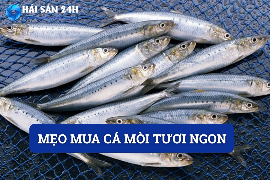 Mẹo mua cá mòi tươi ngon: Bí quyết chọn cá tươi ngon tránh bị ươn