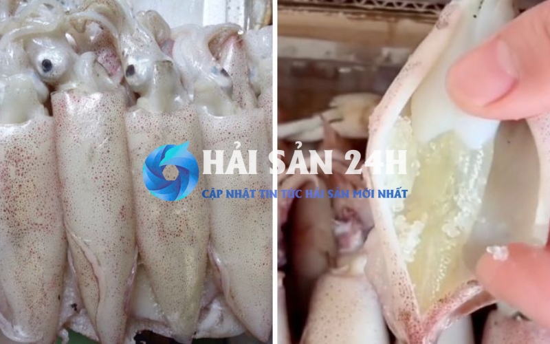 Mùa mực trứng vào tháng mấy?