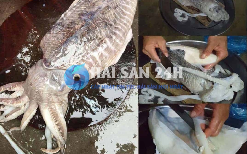 Mực mai là con gì? Làm sao nhận biết mực mai với các loại mực khác?