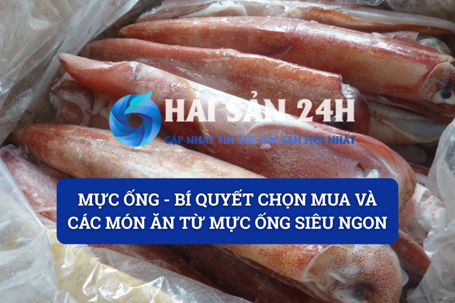 Mực ống – Bí quyết chọn mua và các món ăn từ mực ống siêu ngon