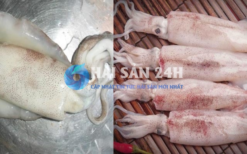 Mực ống - Bí quyết chọn mua và các món ăn từ mực ống siêu ngon 1 Mực ống là gì? Làm sao để không nhầm với mực lá hay mực ghim?