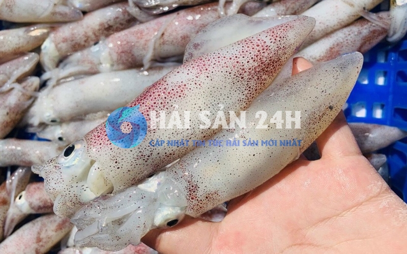 Mực trứng là gì? Đặc điểm nhận dạng không thể lẫn