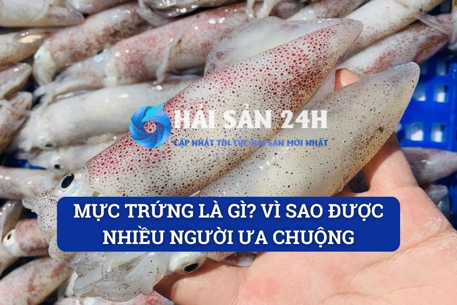 Mực trứng là gì? Vì sao được nhiều người ưa chuộng