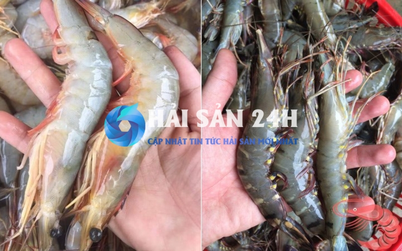 Tôm He - Bí quyết phân biệt, chọn mua và chế biến giữ trọn vị ngọt 2 Phân biệt tôm he với tôm sú và tôm thẻ