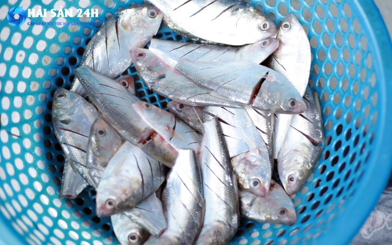 Mẹo mua cá mòi tươi ngon: Bí quyết chọn cá tươi ngon tránh bị ươn 3 Sơ chế và bảo quản cá mòi đúng cách
