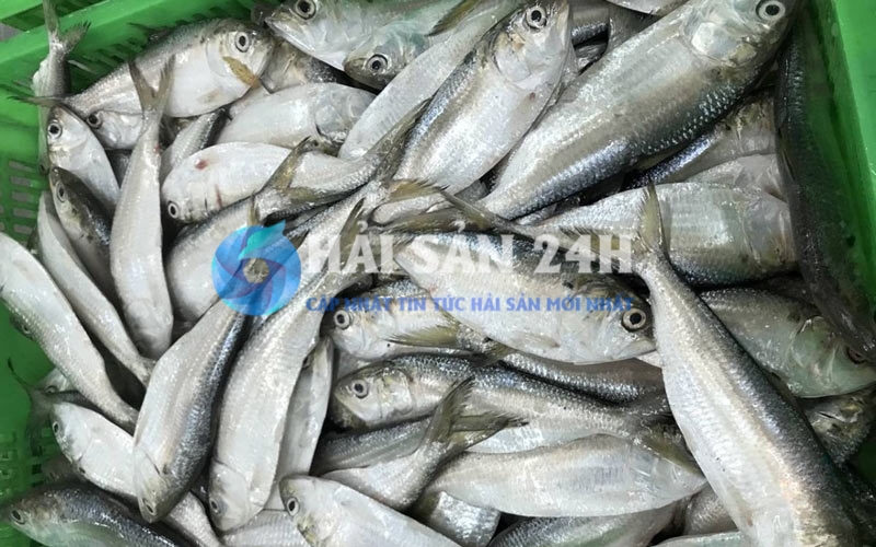 Tại sao cá mòi lại được coi là "nhân sâm" của người nghèo?