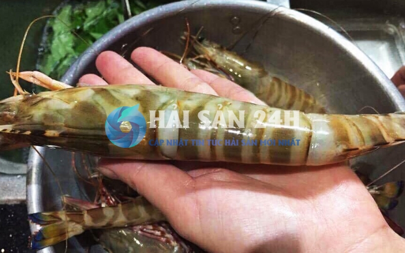 Tôm He - Bí quyết phân biệt, chọn mua và chế biến giữ trọn vị ngọt 1 Tôm he là tôm gì? Đặc điểm nhận dạng