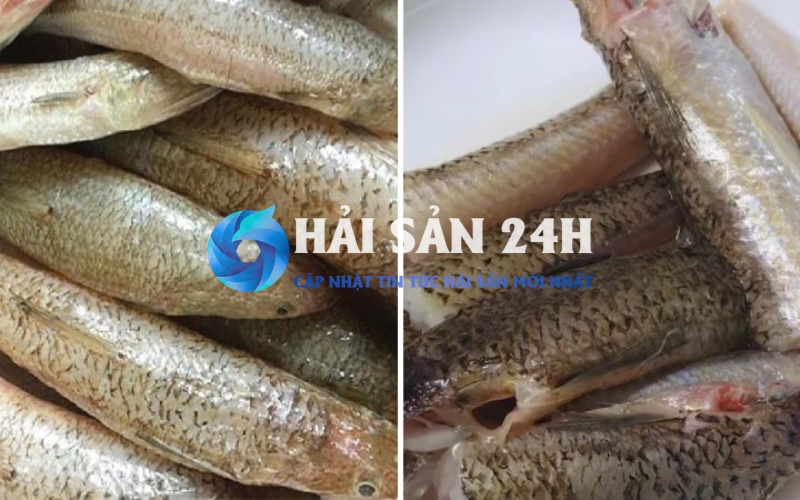 Ưu điểm và nhược điểm của cá mối