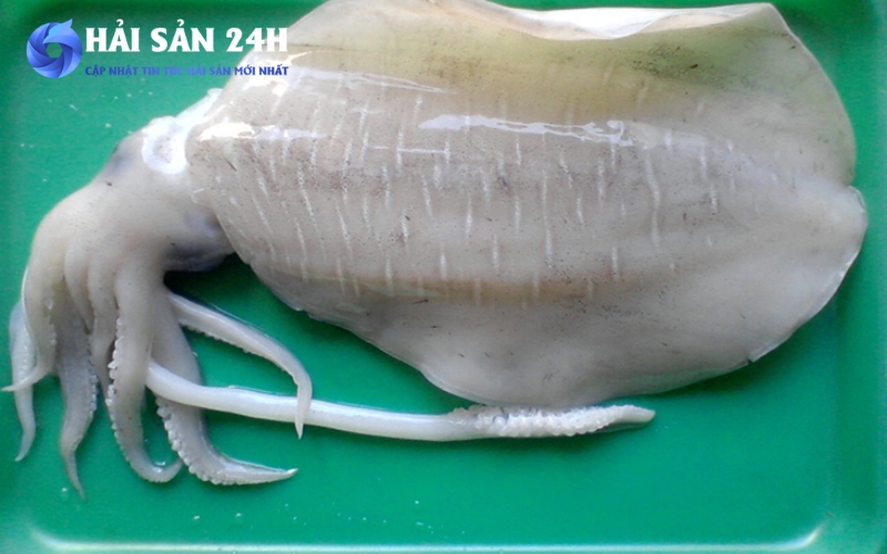 Cách chọn mực mai tươi ngon, thịt dai ngọt không bị bở 3 4 bước "nhìn và nắn" để chọn được mực mai tươi ngon chuẩn bài