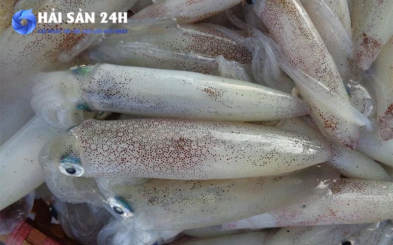 Bảng giá mực ống tham khảo hiện nay (Cập nhật mới nhất)