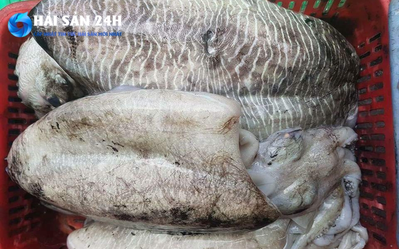 Mực mai bao nhiêu 1kg? Bảng giá tham khảo mới nhất