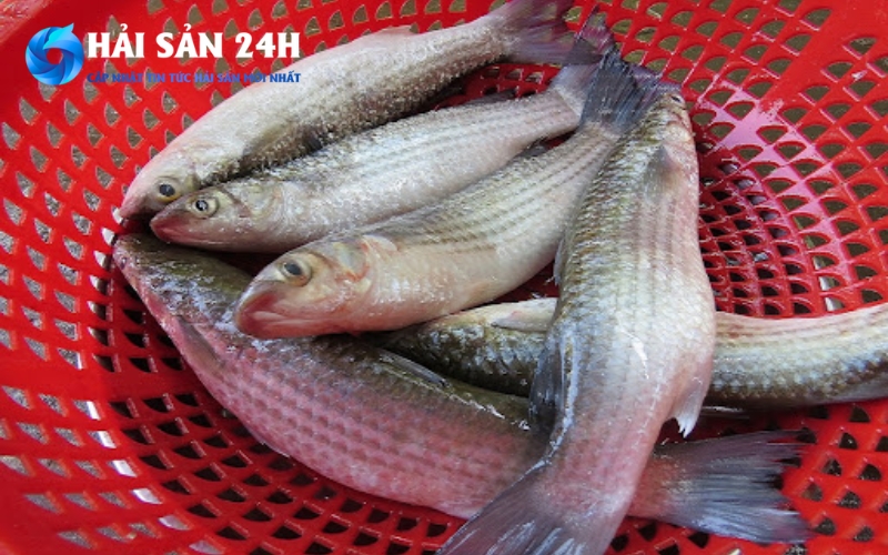 Bí quyết chọn cá đối tươi rói chuẩn dân biển