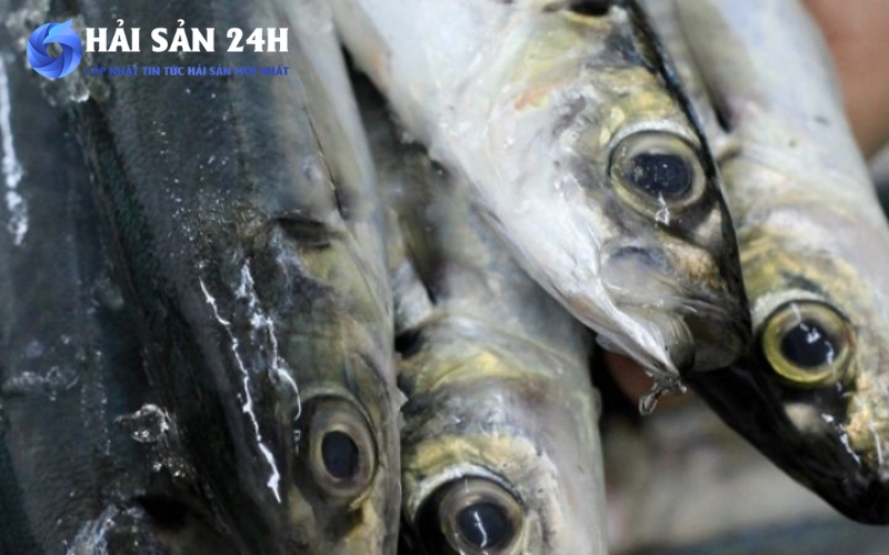 Bí quyết chọn cá nục suôn tươi ngon