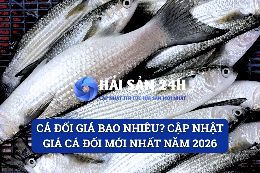 Cá đối giá bao nhiêu? Cập nhật giá cá đối mới nhất năm 2026