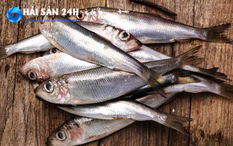 Cá mòi bao nhiêu 1kg? Bảng giá tham khảo mới nhất