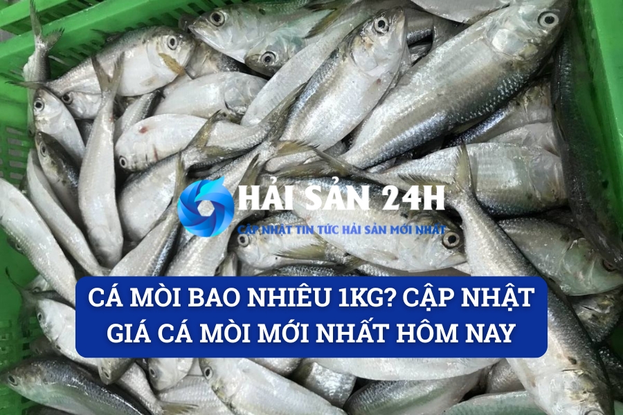 Cá mòi bao nhiêu 1kg? Cập nhật giá cá mòi mới nhất hôm nay