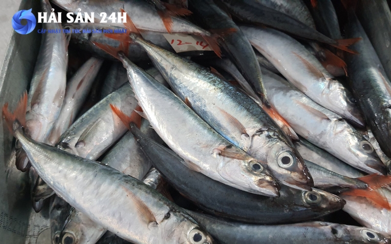 Cá nục suôn là gì?