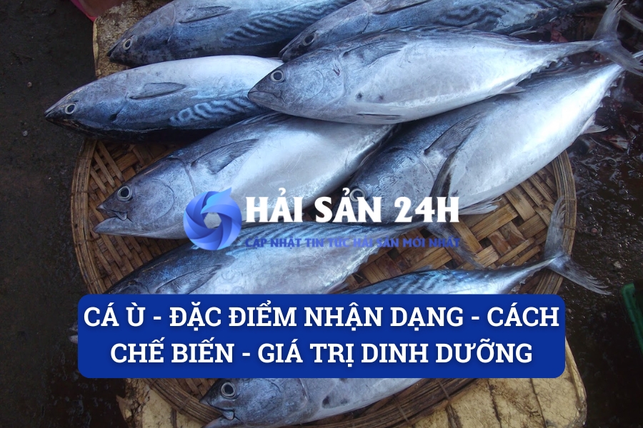 Cá Ù – Đặc điểm nhận dạng – Cách chế biến – Giá trị dinh dưỡng