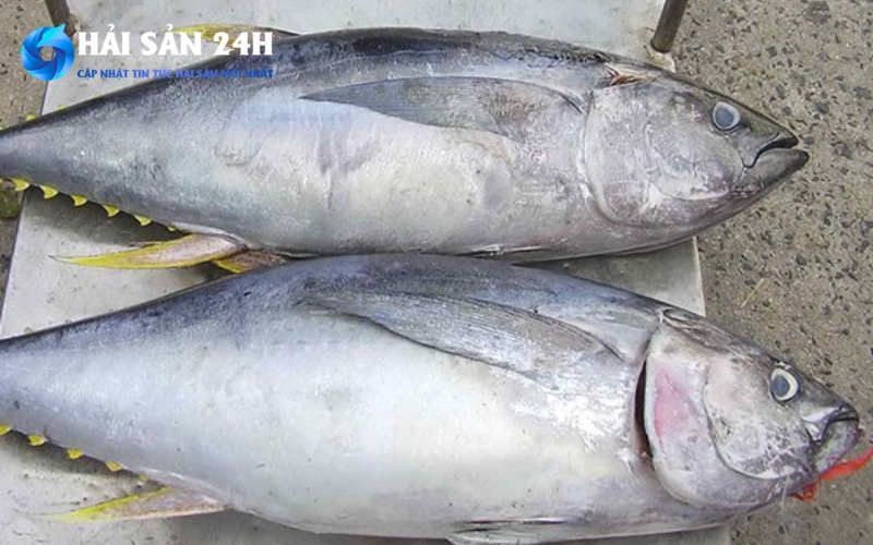 Cá ù là cá gì? Vì sao gọi là cá ù?