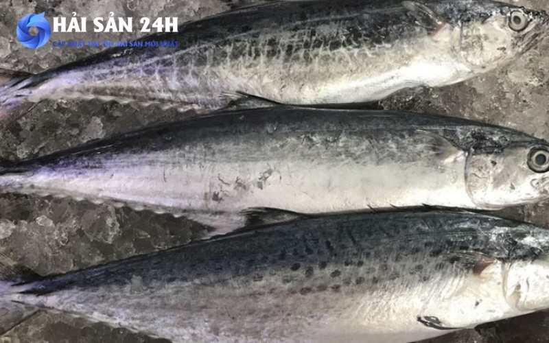 Cá thu bao nhiêu 1kg? Cập nhật giá cá Thu mới nhất 2026 4 Cách chọn cá thu "đáng đồng tiền"