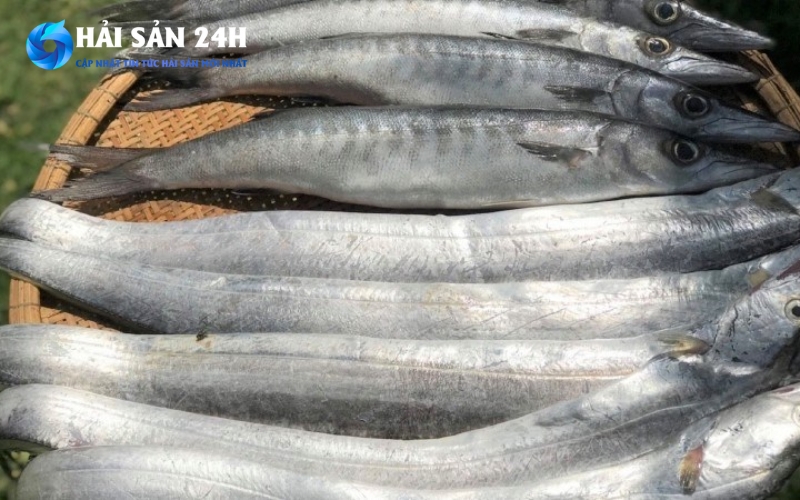 Cách chọn cá tươi ngon chuẩn dân biển