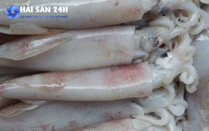Cách chọn mua mực ống tươi ngon chuẩn dân biển