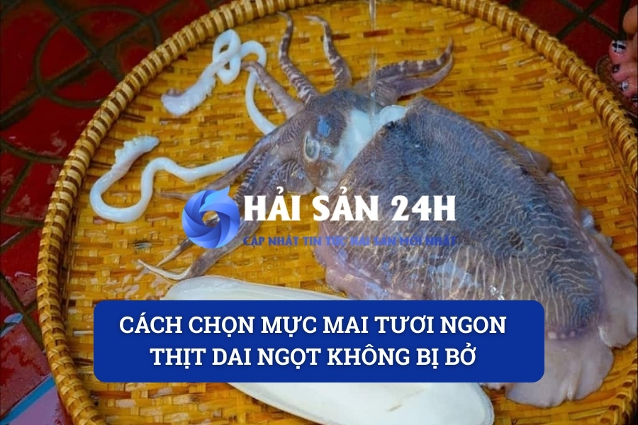 Cách chọn mực mai tươi ngon, thịt dai ngọt không bị bở