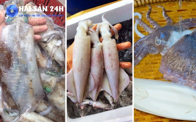 Cách chọn mực ngon theo từng loại phổ biến