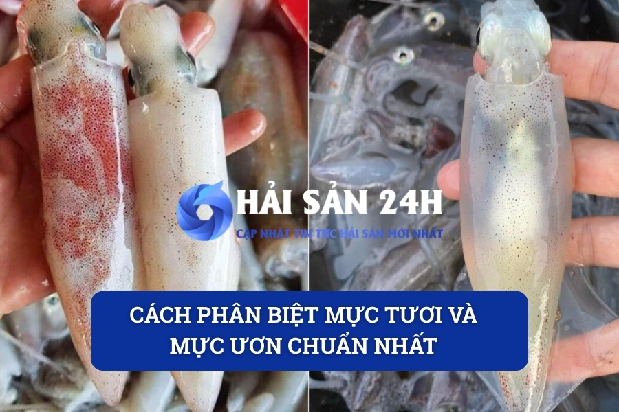 Cách phân biệt mực tươi và mực ươn chuẩn nhất