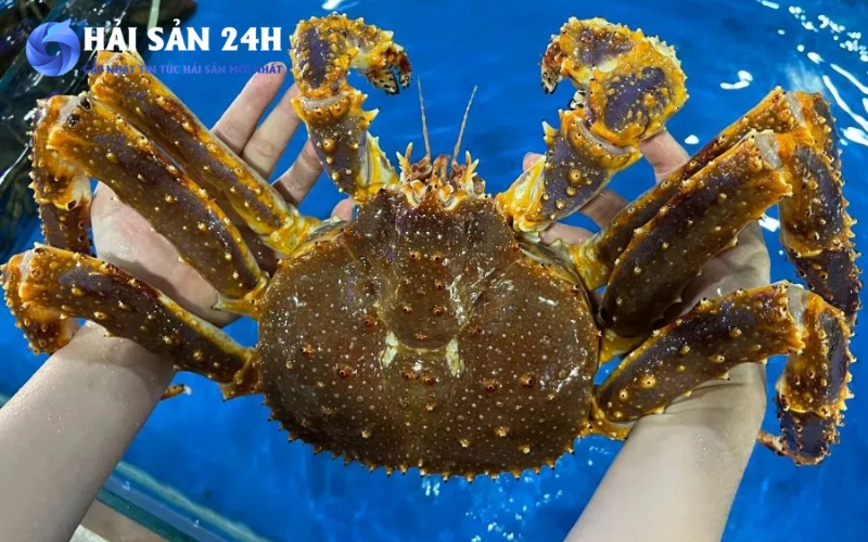 Cua Hoàng Đế (King Crab) - Đẳng cấp và quyền lực