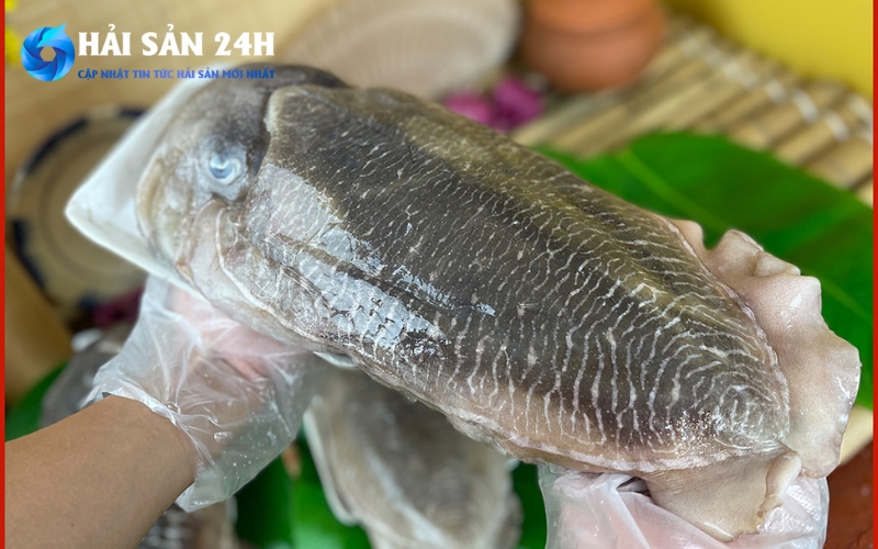 Đặc điểm của mực mai và lưu ý sơ chế