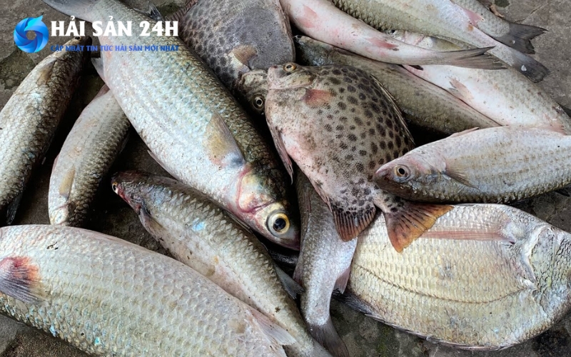 Giá cá đối cập nhật mới nhất 2026